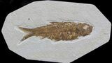 Knightia Fossil Fish - Wyoming #36859-1
